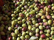 Olive per fare l'olio